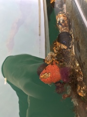 Schizobranchia insignis