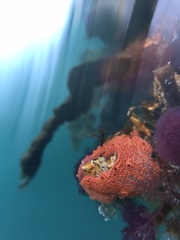 Schizobranchia insignis