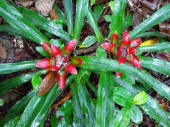 Nidularium innocentii