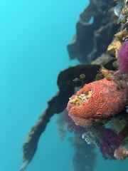 Schizobranchia insignis