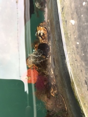 Schizobranchia insignis