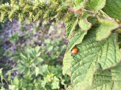 Hippodamia convergens