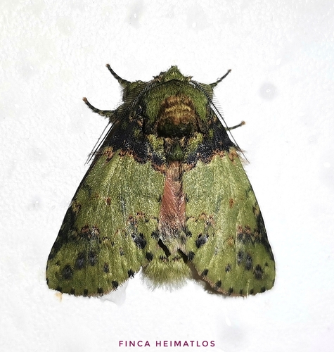 Cecrita meretricia