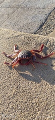 Grapsus grapsus