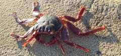 Grapsus grapsus