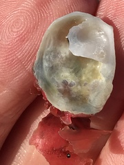 Crepipatella lingulata