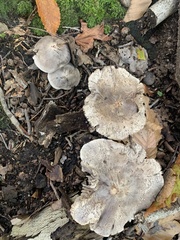 Tricholoma pullum