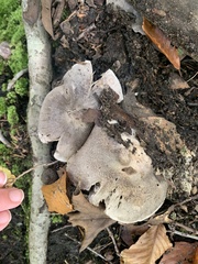 Tricholoma pullum