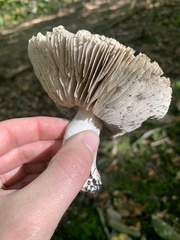 Tricholoma pullum