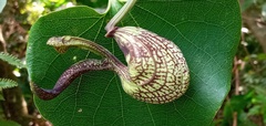 Aristolochia ringens