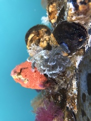 Schizobranchia insignis