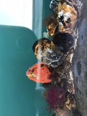 Schizobranchia insignis