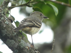 Knipolegus poecilurus