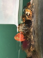 Schizobranchia insignis