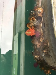 Schizobranchia insignis