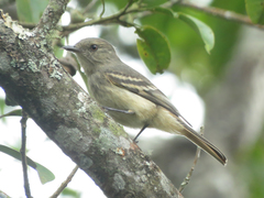 Knipolegus poecilurus
