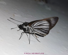 Paracarystus hypargyra