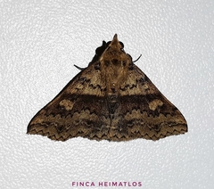 Renia vinasalis