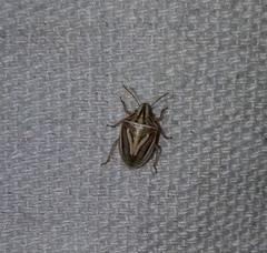 Cyptocephala elegans