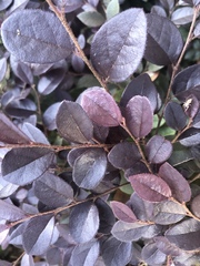 Loropetalum chinense