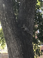 Sciurus carolinensis