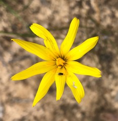 Microseris walteri