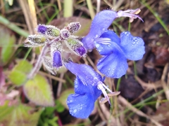 Salvia scutellarioides