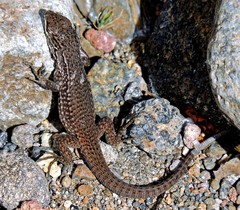 Liolaemus neuquensis