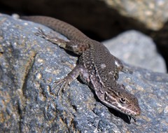 Liolaemus neuquensis