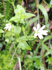 Stellaria recurvata