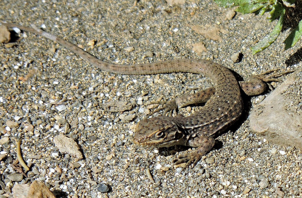 El Plomo Smooth-throated Lizard