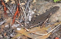 Liolaemus neuquensis