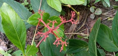 Cissus erosa