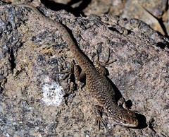 Liolaemus neuquensis
