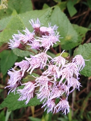 Aristeguietia lamiifolia