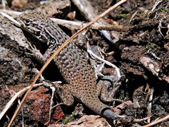 Liolaemus neuquensis