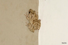 Scinax acuminatus