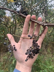 Vitis riparia