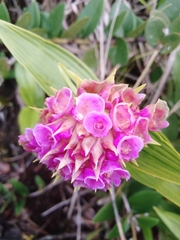 Elleanthus capitatus