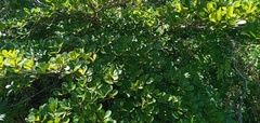 Combretaceae