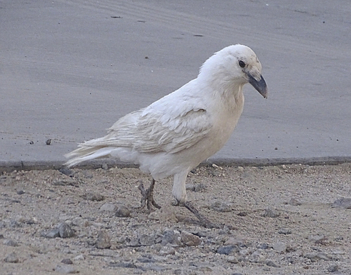 Common Raven photographed in California