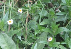 Jaegeria bellidiflora