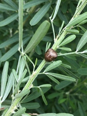 Megacopta punctatissima