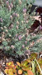Lavandula stoechas