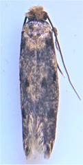 Niditinea orleansella
