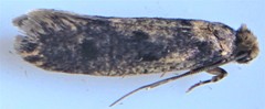 Niditinea orleansella