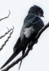 Hemiprocne longipennis