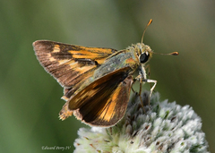 Hesperia meskei straton
