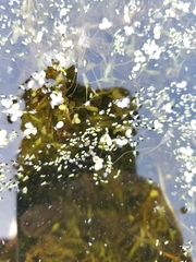 Wolffia brasiliensis