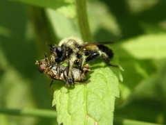 Laphria sacrator